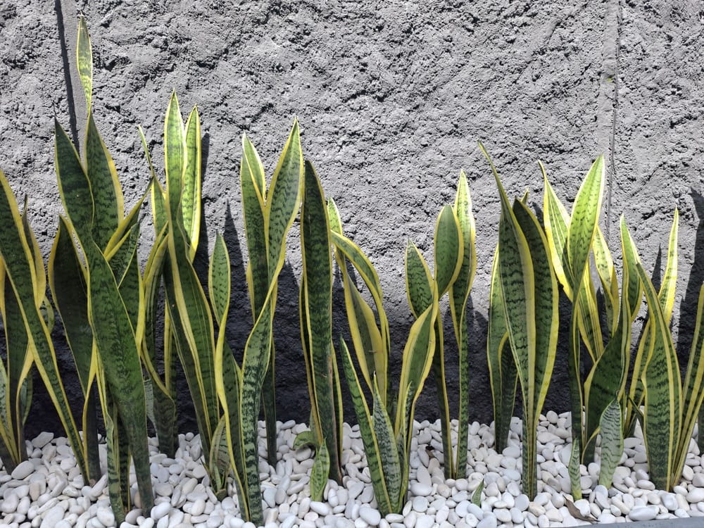 snake plant leaves yellow Sansevieria trifasciata 'Laurentii' Yellow-edged Snake Plant - 5 Gallon