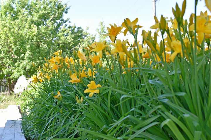 Yellow Daylily