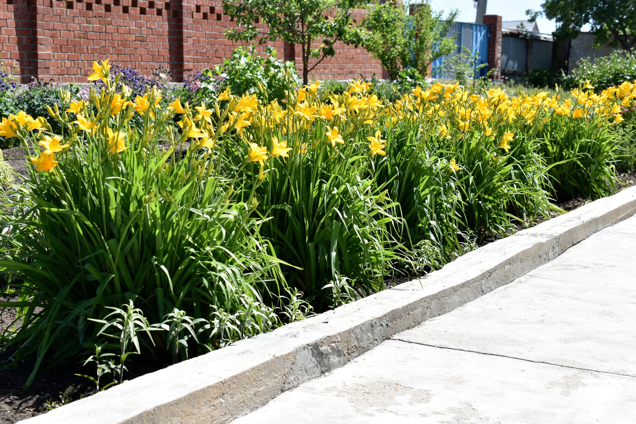 Hemerocallis 'Yellow' Daylily - 5 Gallon - PlantClearance.com