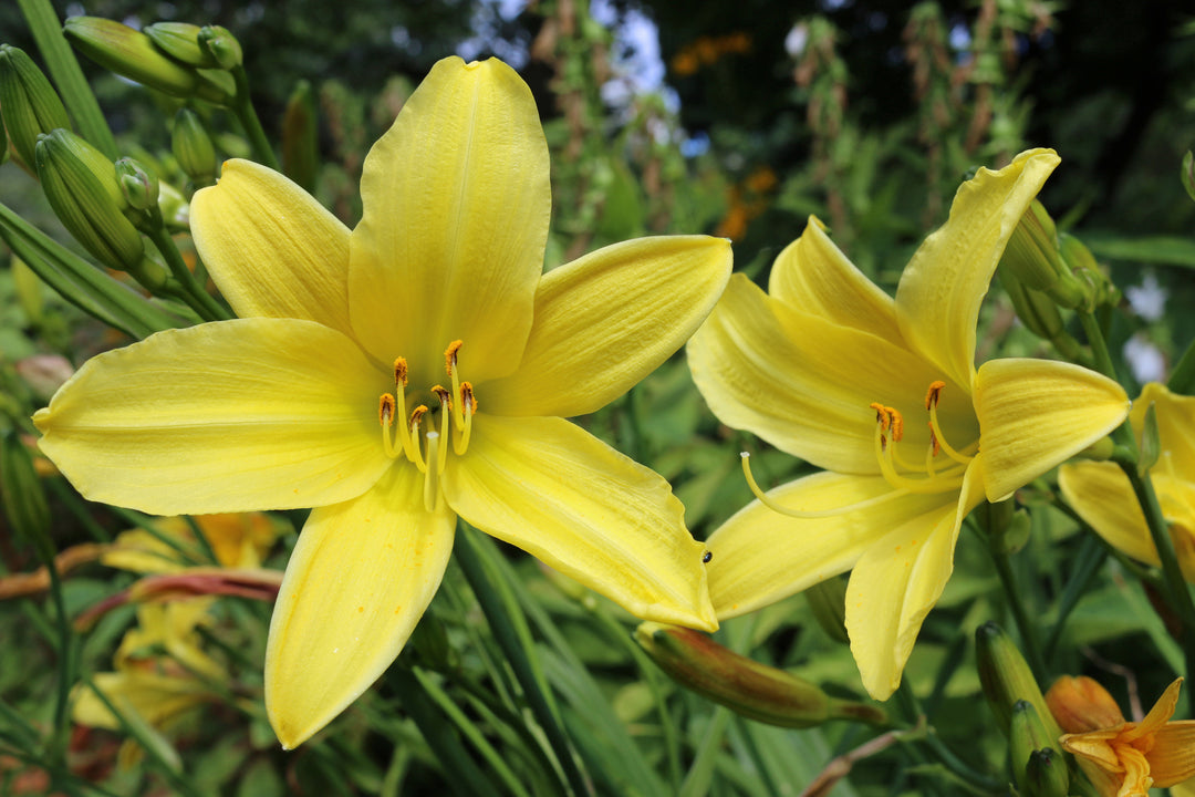 Yellow Daylily