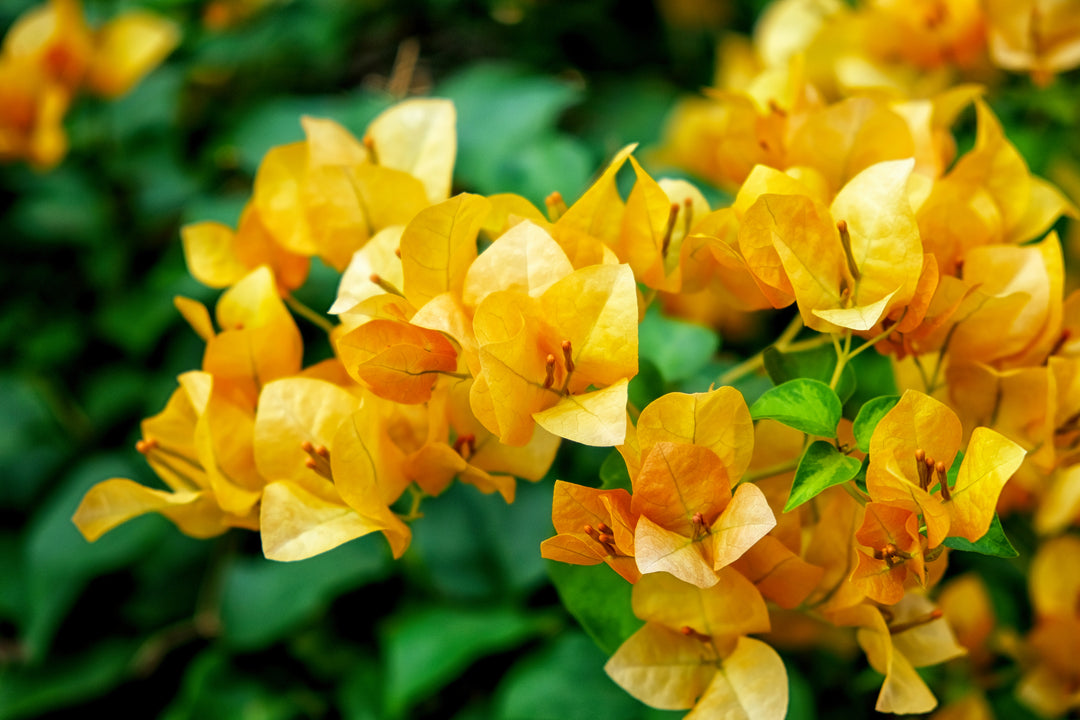 California Gold Bougainvillea Vine