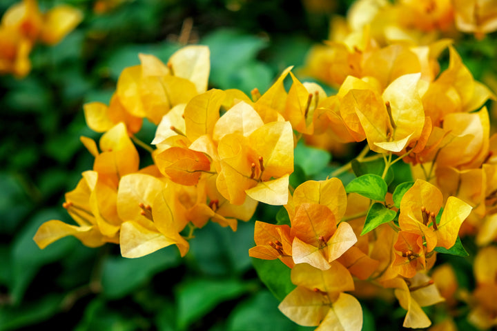California Gold Bougainvillea Vine