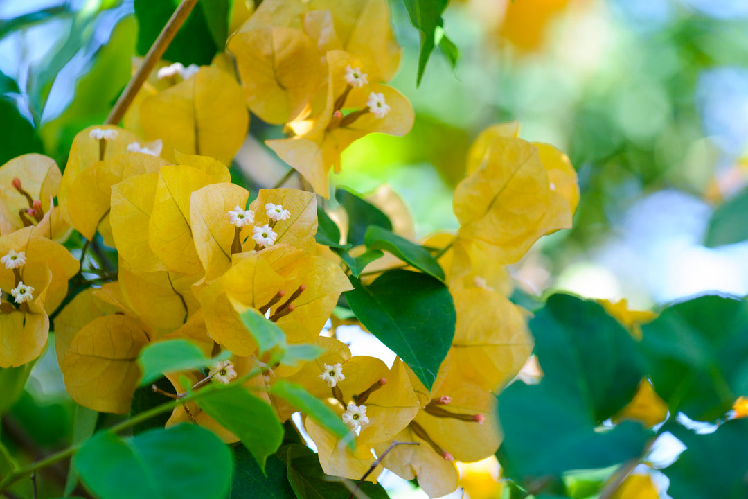 California Gold Bougainvillea Vine
