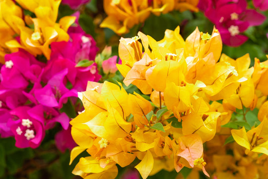 Yellow Bougainvillea Plant