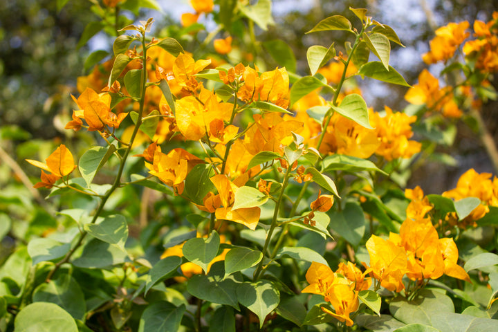 California Gold Bougainvillea Vine