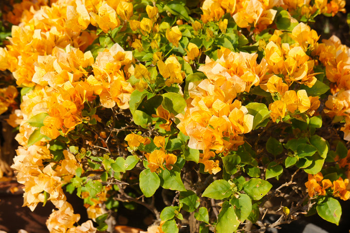 California Gold Bougainvillea Vine
