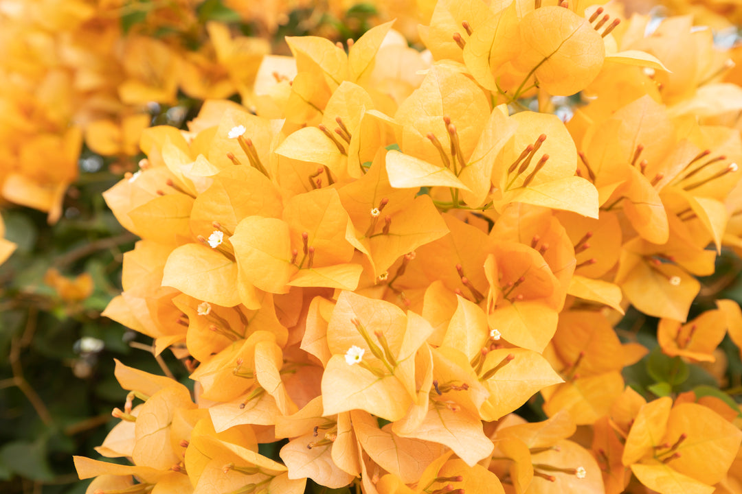 California Gold Bougainvillea Vine