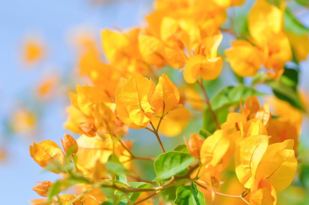 California Gold Bougainvillea Vine