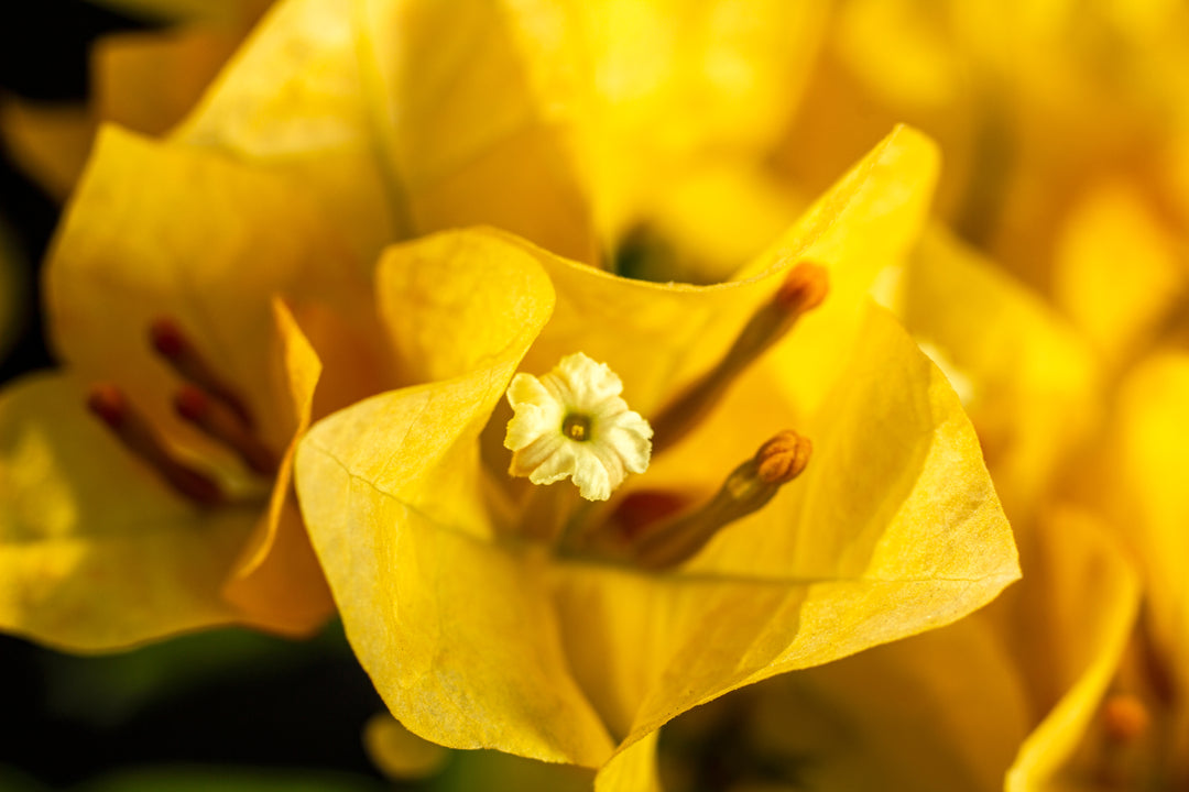 California Gold Bougainvillea Vine