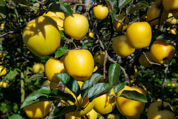 Yellow Delicious Apple Tree - 24" Box