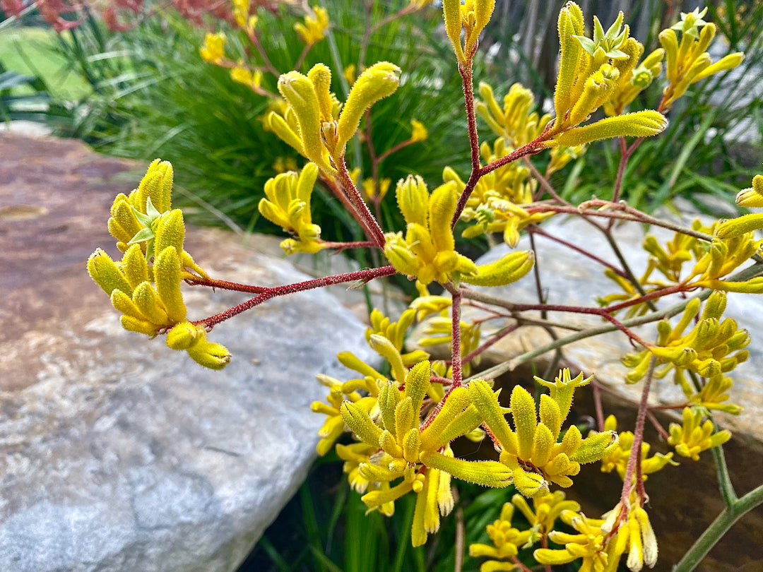 Yellow Kangaroo Paw
