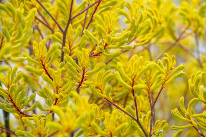 Yellow Kangaroo Paw