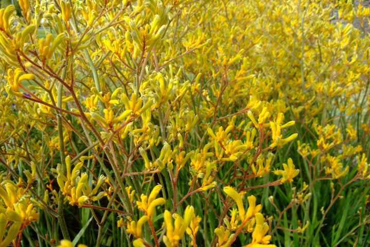 Yellow Kangaroo Paw