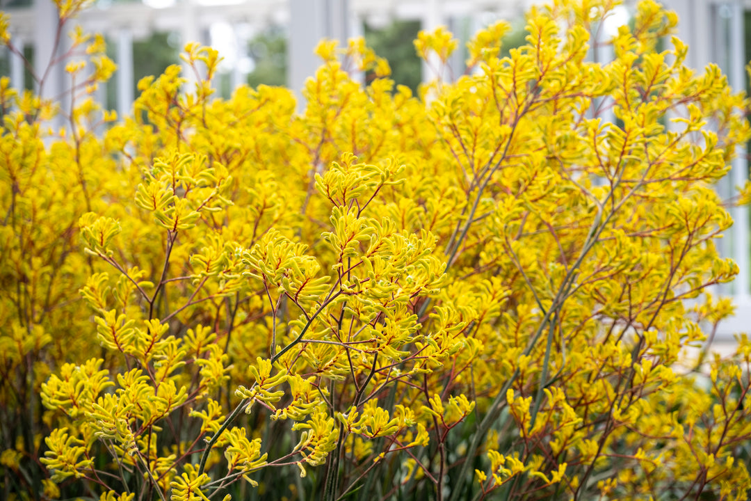 kangaroo paw plant fertilizer Yellow Kangaroo Paw