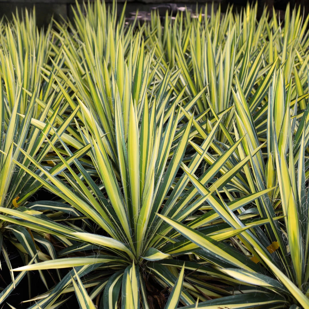 Yucca 'Color Guard' - 5 Gallon