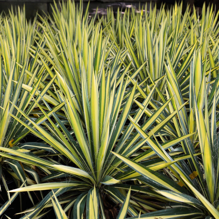 Yucca 'Color Guard' - 5 Gallon