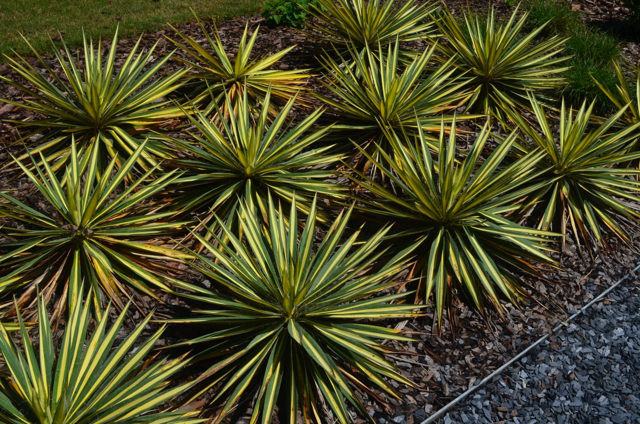 Yucca 'Color Guard' - 5 Gallon