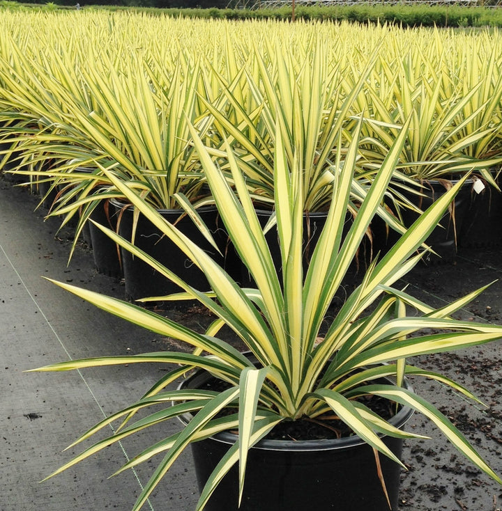 Yucca 'Color Guard' - 5 Gallon