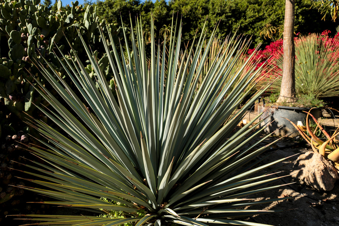 Yucca whipplei (Hesperoyucca w.) Our Lord's Candle