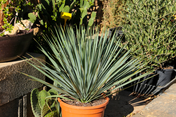 Yucca whipplei (Hesperoyucca w.) Our Lord's Candle