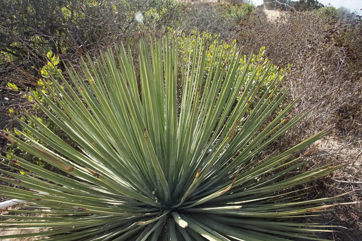 Yucca whipplei (Hesperoyucca w.) Our Lord's Candle