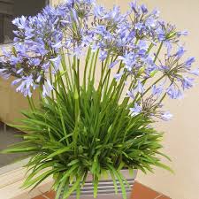 Agapanthus 'Peter Pan' Blue Dwarf Blue Lily of the Nile - 5 Gallon