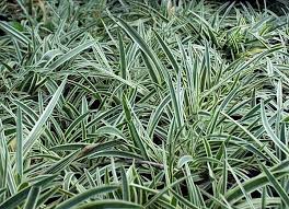 Agapanthus 'Tinkerbell' Dwarf Variegated Lily of the Nile - 5 Gallon
