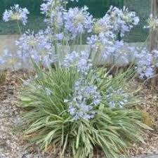 Agapanthus 'Tinkerbell' Dwarf Variegated Lily of the Nile - 5 Gallon