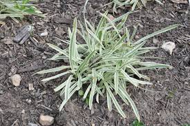 Agapanthus 'Tinkerbell' Dwarf Variegated Lily of the Nile - 5 Gallon