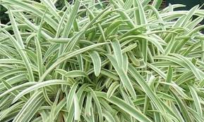 Agapanthus 'Tinkerbell' Dwarf Variegated Lily of the Nile - 5 Gallon
