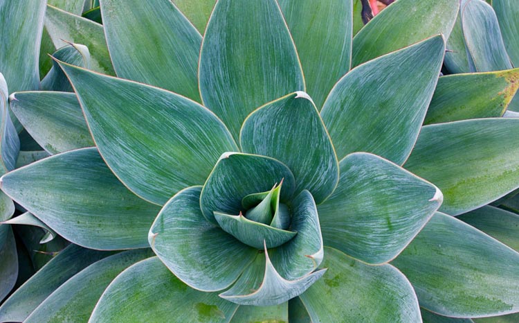 Agave 'Blue Flame' - 5 Gallon