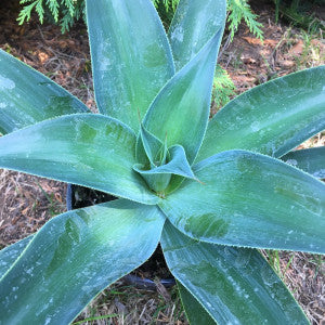 Agave 'Blue Flame' - 5 Gallon