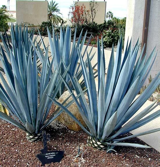 Agave Tequilana - 24" Box 