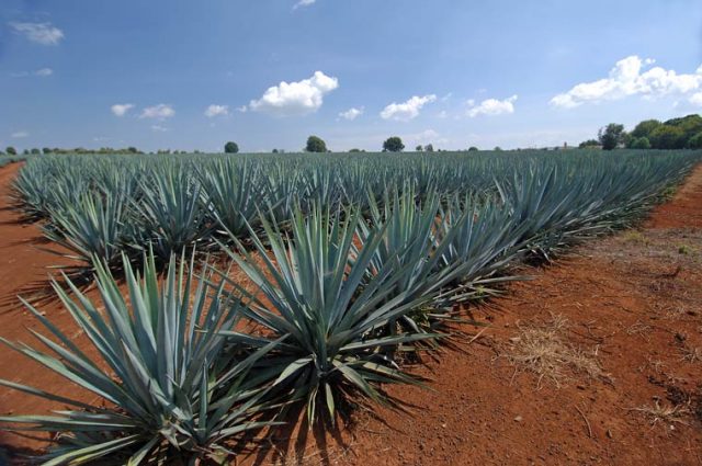 Agave Tequilana - 24" Box 