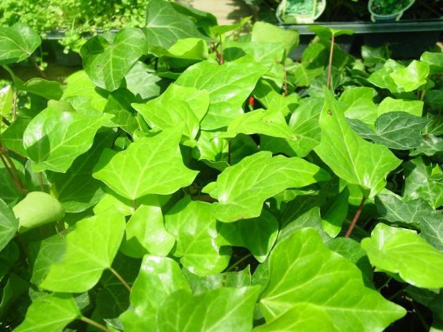 Buy Ivy Plants Online | Plant Clearance Nursery