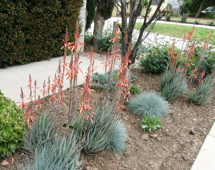 Aloe 'Blue Elf' - 5 Gallon