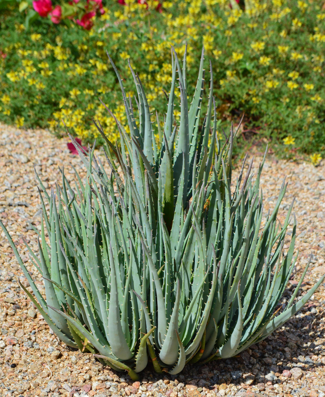 5 gallon aloe vera plant Aloe Blue Elf
