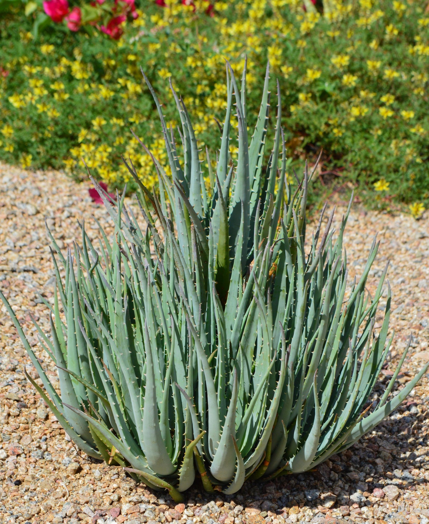 blue aloe vera plant care Aloe 'Blue Elf' - 5 Gallon