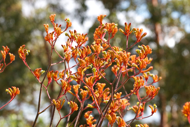 Anigozanthos 'Orange Cross' Kangaroo Paw Orange - 5 Gallon