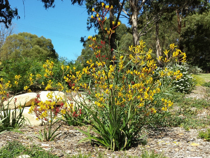 Anigozanthos 'Yellow Gem' Kangaroo Paw Yellow - 5 Gallon