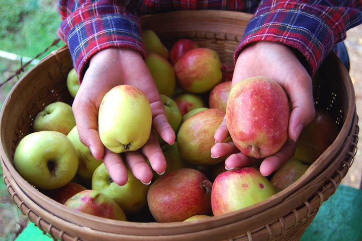 Anna Apple Tree - 24" Box