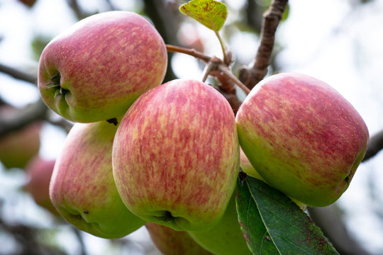 Anna Apple Tree - 24" Box
