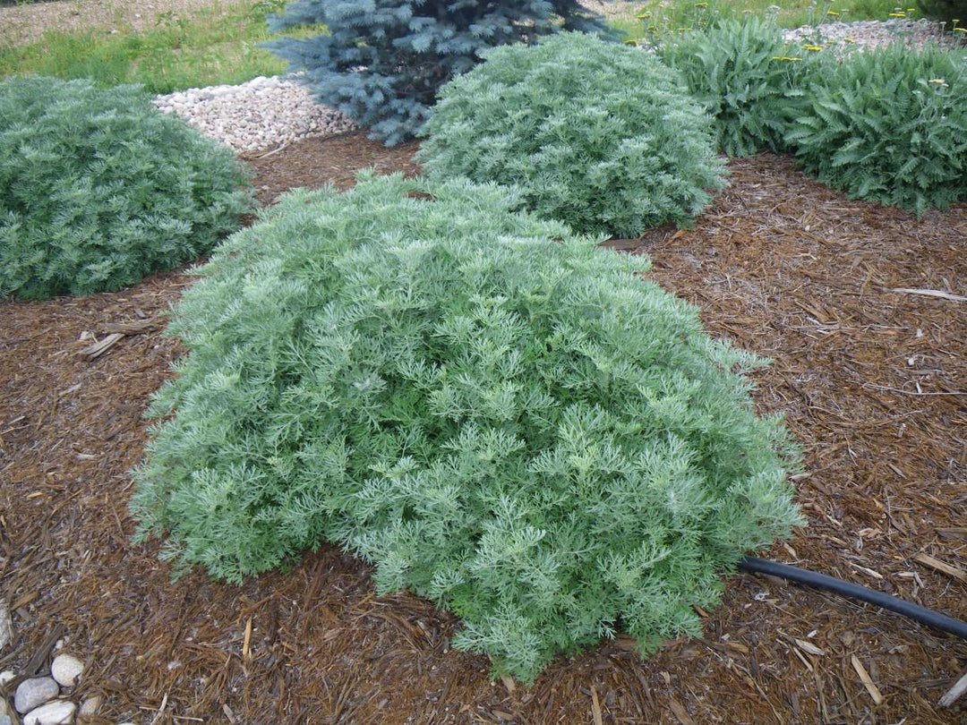 Artemisia 'Powis Castle' - 5 Gallon