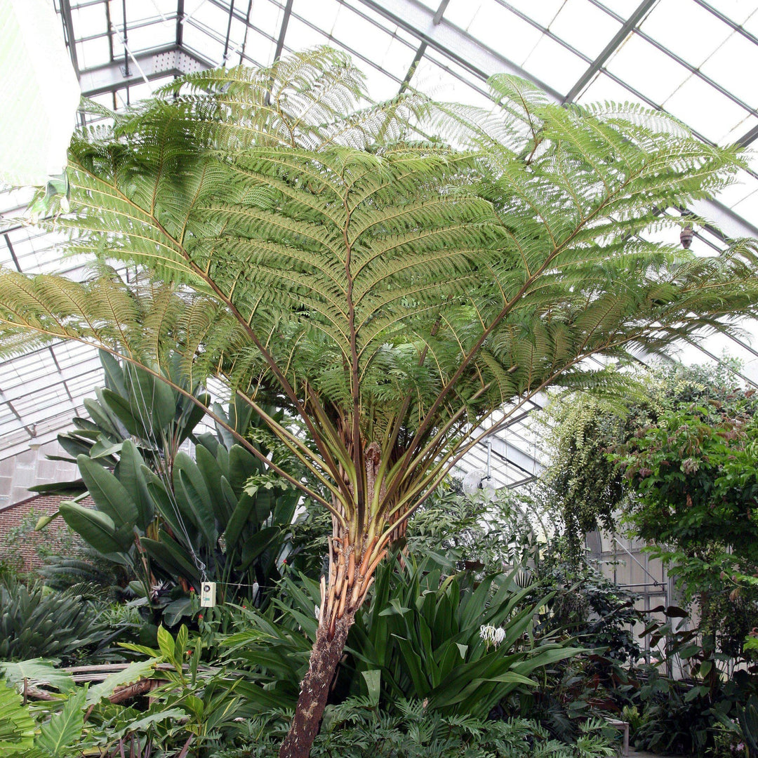 palm tree fern plant Australian Fern Tree