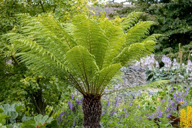 Autralian Tree Fern - 15 Gallon