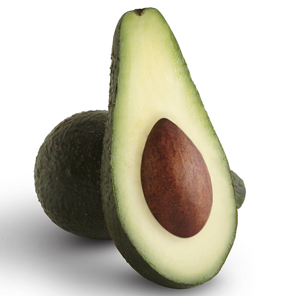 Pinkerton Avocado Tree - 15 Gallon