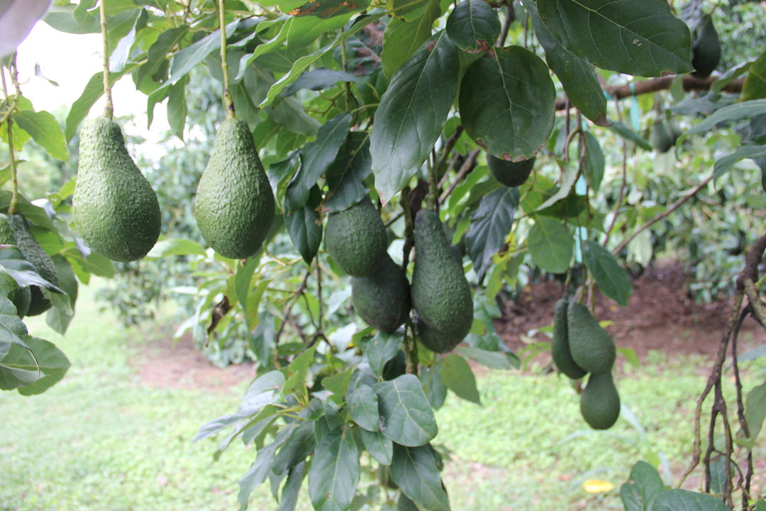 Pinkerton Avocado Tree - 15 Gallon