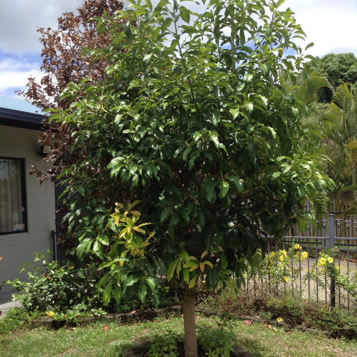 Reed Avocado Tree - 15 gallon