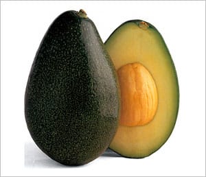 Bacon Avocado Tree - 15 Gallon