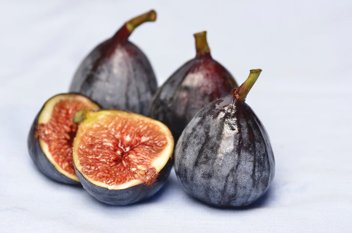 Black Mission Fig Tree - 24" Box